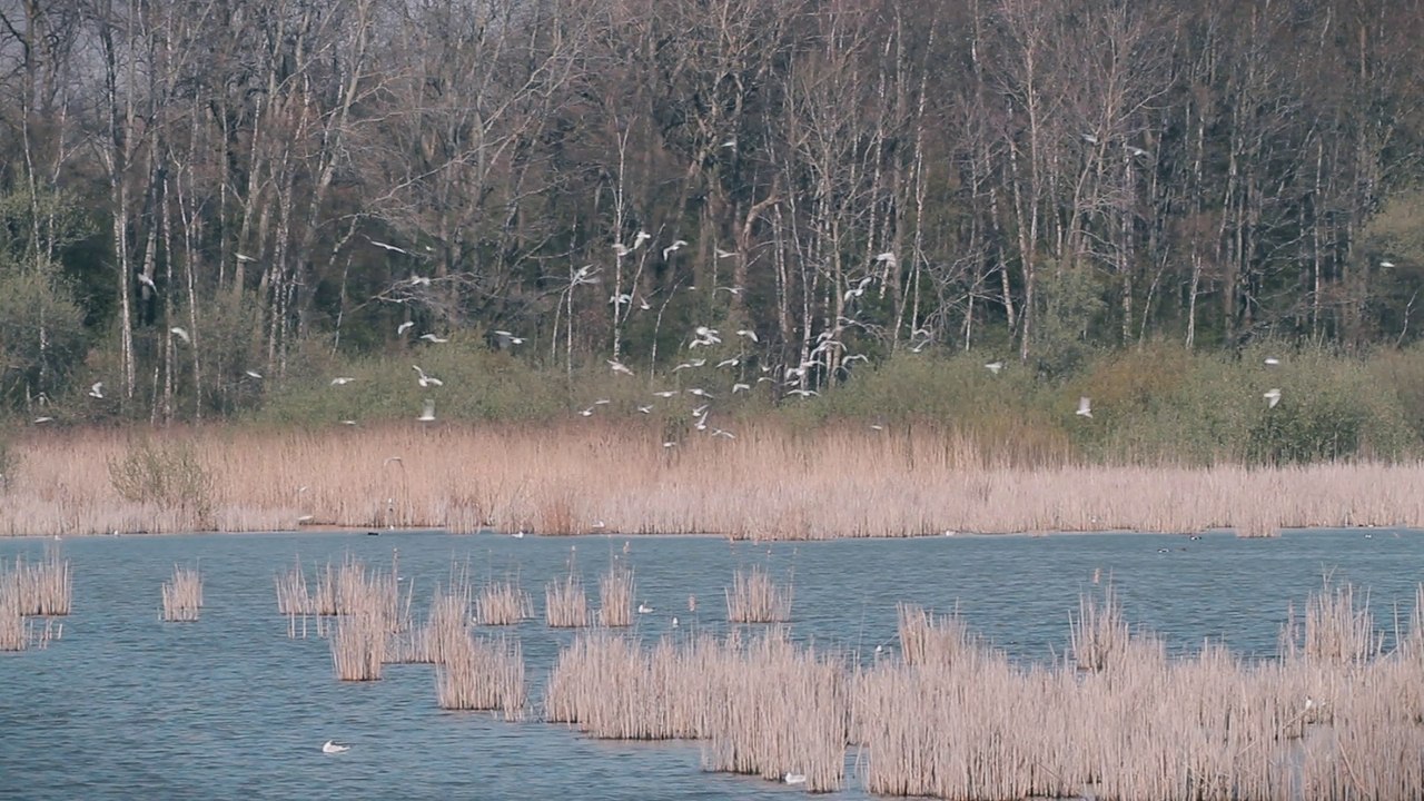 Étang de Saint-Quentin-en-Yvelines (tour de France de la biodiversité 21/21)
