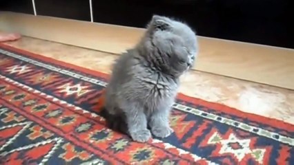 ПРИКОЛЫ ! КОТЕНОК СПИТ СТОЯ