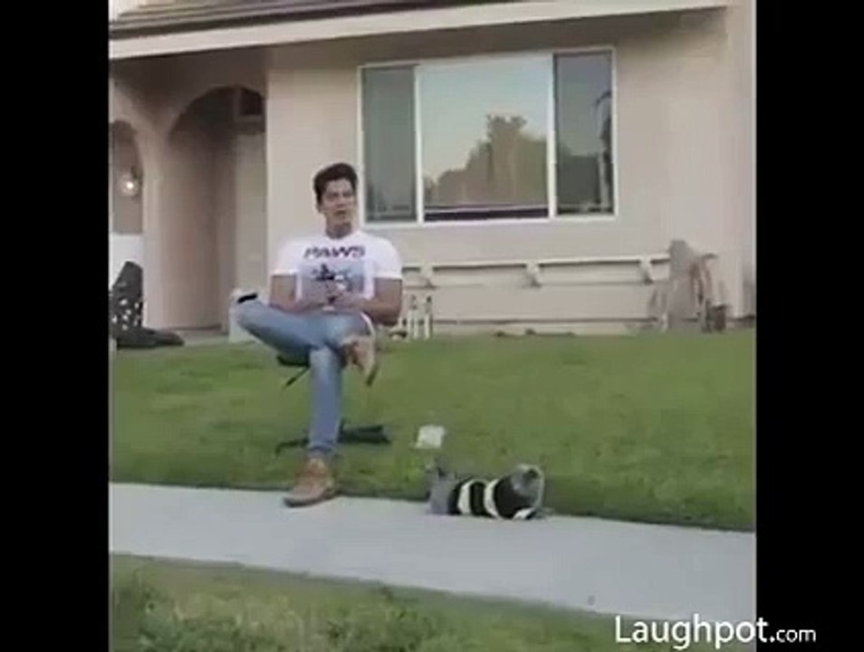 Funny Rescue Cat service