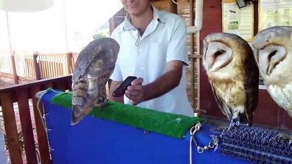 Funny animal video, cats, dogs,monkey, panda compilation 2015.mp4