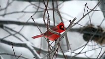 Cardinals Enduring Winter (no sound)