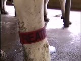 How are Dairy Cows Milked in a Free Stall Barn?