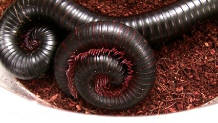 Giant Millipede super close-up 720p HD 2010 LANHM insect fair V07963