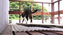 ストーカー猫 - Stalker Cat -