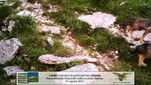 Cuccioli di lupo nati in Lessinia (Parco Naturale Regionale della Lessinia)