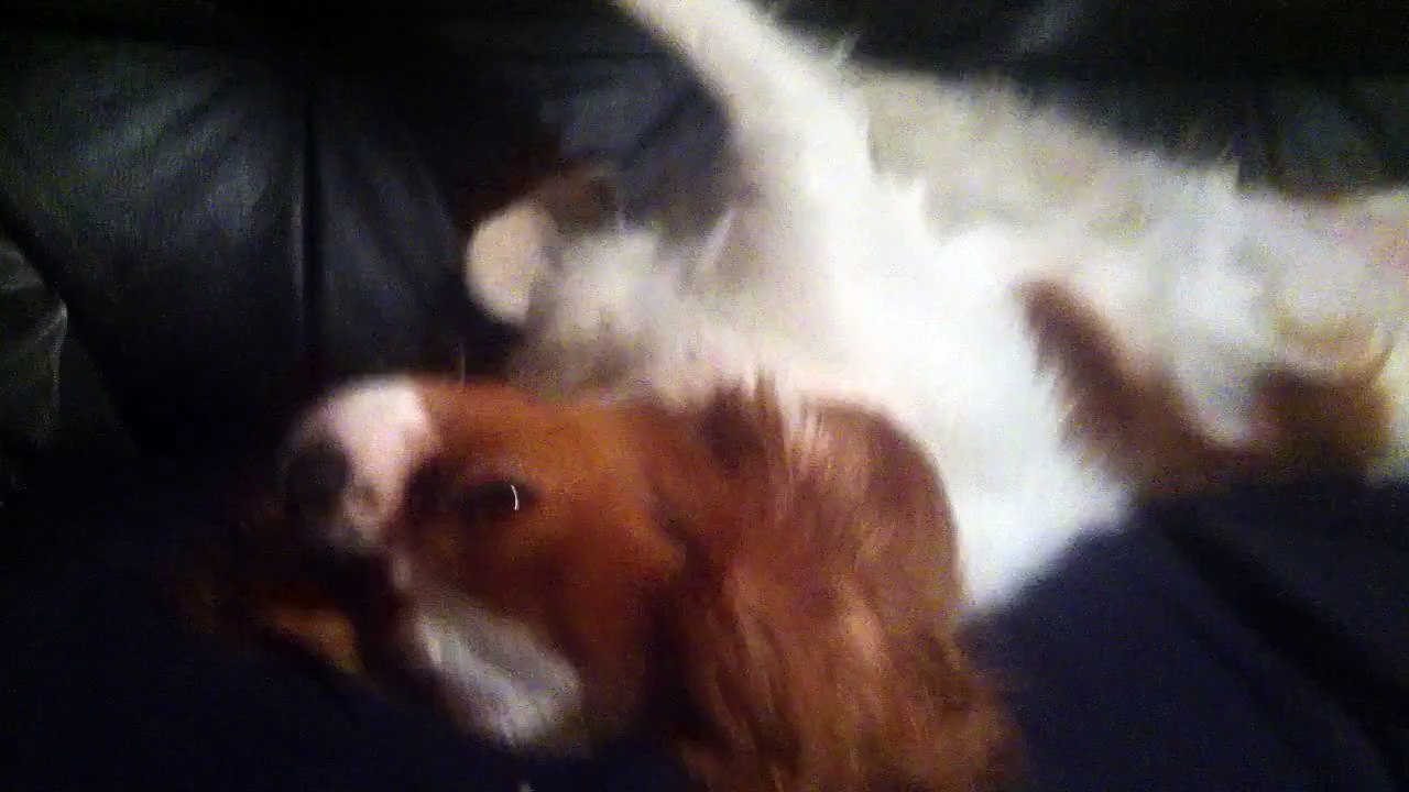 My Charles Cavalier sleeping on back ( Roxy )