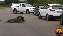 Lion Shows Tourists Why You Must Stay Inside Your Car