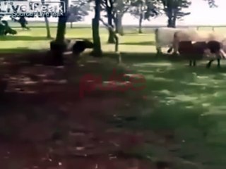 cow goes against ram and get surprise - live leak, pulse tv uncut