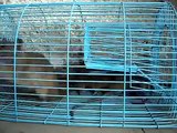 Bẫy Chuột TMN2 - Bẫy 1 lần nhiều con , kể cả chuột cống - nguoibanhang.vn