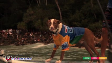 Surfing Dog Spectacular 2014 Noosa Australia