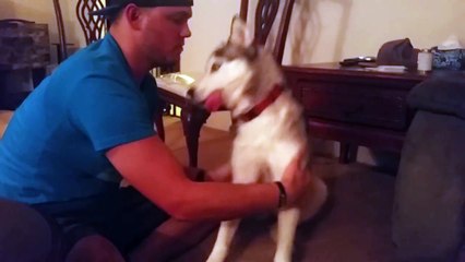 Un husky mange un sac de cannabis et fini complètement défoncé !