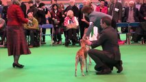 Crufts 2014 - Whippet Best of Breed