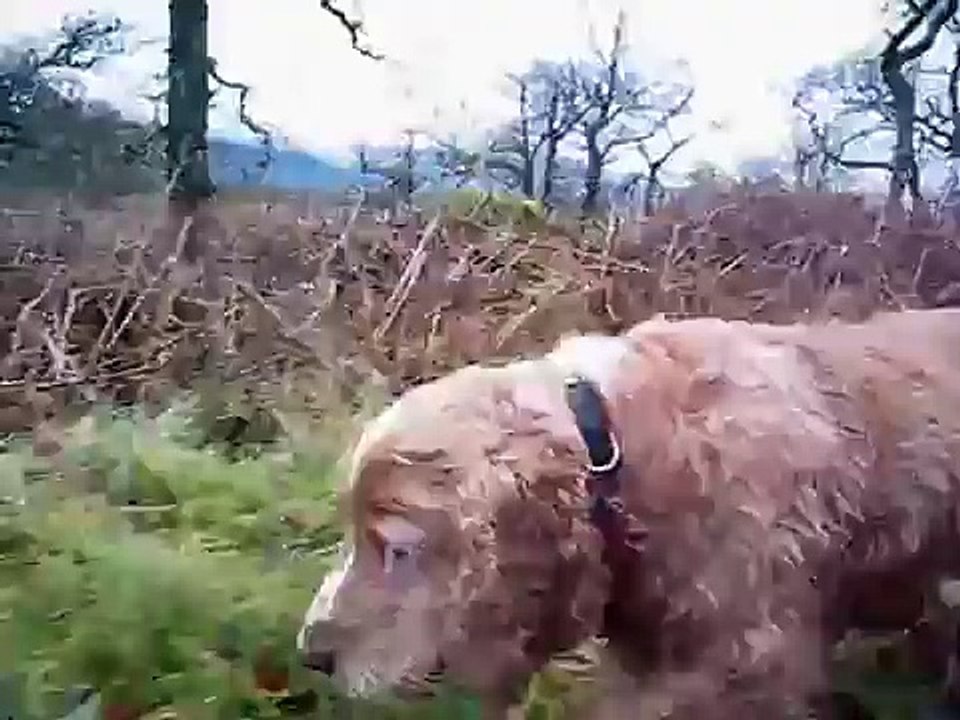 Barney woof woof doggy doggy woof woof