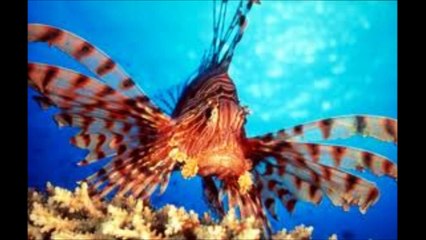 Top 10 most dangerous animals in the sea