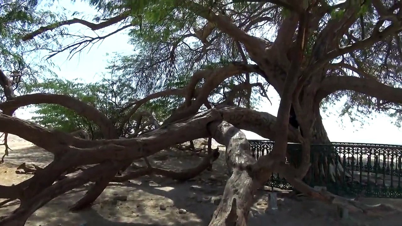 Tree of life, Bahrain 1
