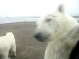 Polar Bears at Kaktovik Alaska