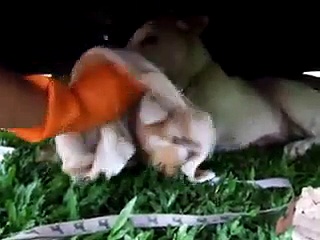 White Puppy Rescue