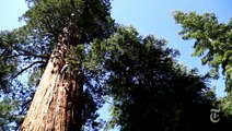 Climbing Sequoia Trees for Climate Change