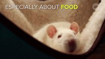 Study Finds Rats Dream About The Future When Sleeping