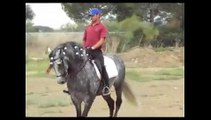 PRE ANDALUSIAN HORSES PURA RAZA ESPNOL ANDALUSIER SPANISH HORSE PFERD CABALLO CAVALLO.flv