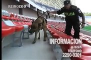 Animales Ejemplares Unidad Canina Estadio Nacional desktop