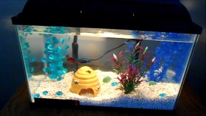 Five Gallon Betta Tank
