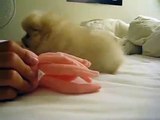 Cream Pomeranian Puppy Playing and Barking 8 Weeks Old