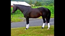 Dutch Warmblood Gelding For Sale