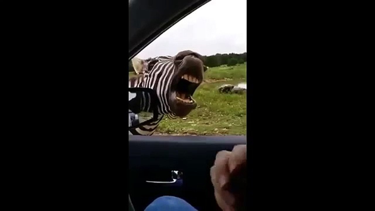 Le zèbre qui chante
