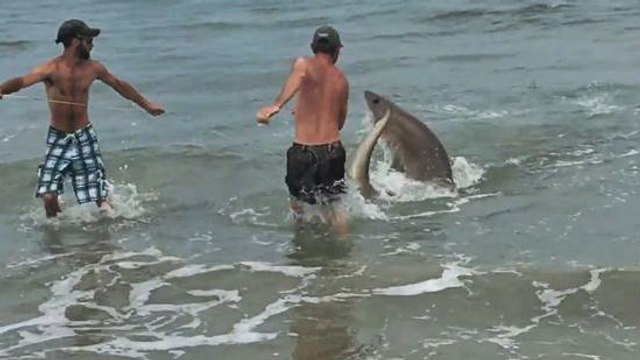 Olta İle Köpekbalığı Yakaladılar