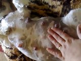 Shih Tzu puppies Kicking inside mummy's tummy