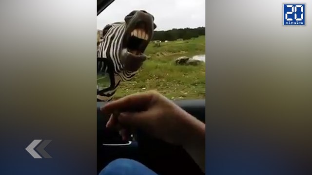 Il fait chanter un zèbre ! - Le Rewind du Mardi 30 juin 2015