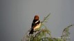 Alcaudón común (Lanius senator) Woodchat Shrike