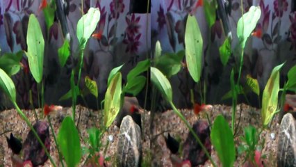 24 gallon Live Plant Aquarium - sbs 3D
