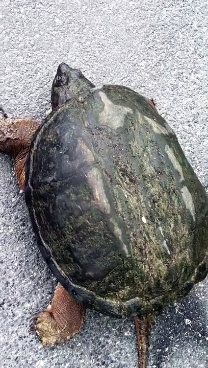 Snapping Turtle Crossing