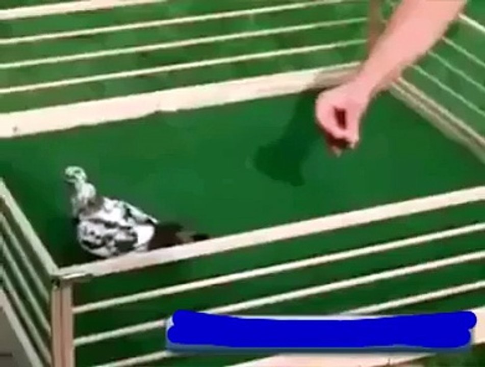 pigeon doing stuntsss