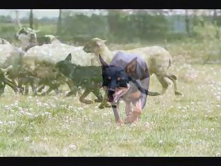 working kelpie website