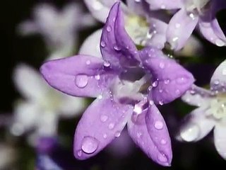 Macro Gocce - macro drops