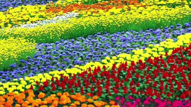 Malavoi strings. Martinique musical traditions