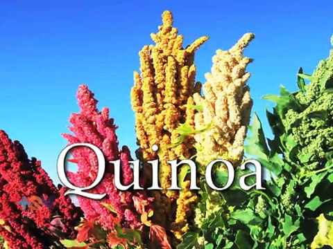 ABC de la salud: Conozca los beneficios de la qu�noa