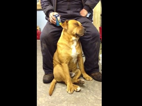 Exhausted dog falls asleep sitting up