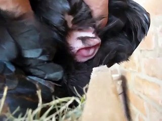 gallina poniendo huevo