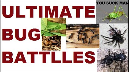 ULTIMATE BUG BATTLES, S1 E1: Garden Centipede Vs. Crab Spider