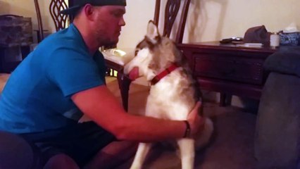 Un husky complètement stone après avoir mangé de la marijuana