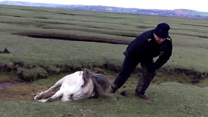 Man saving Pony and Foal stuck in a field