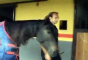 Spettacoli Equestri Andrea Andreuzzi 4 cavalli in libertà