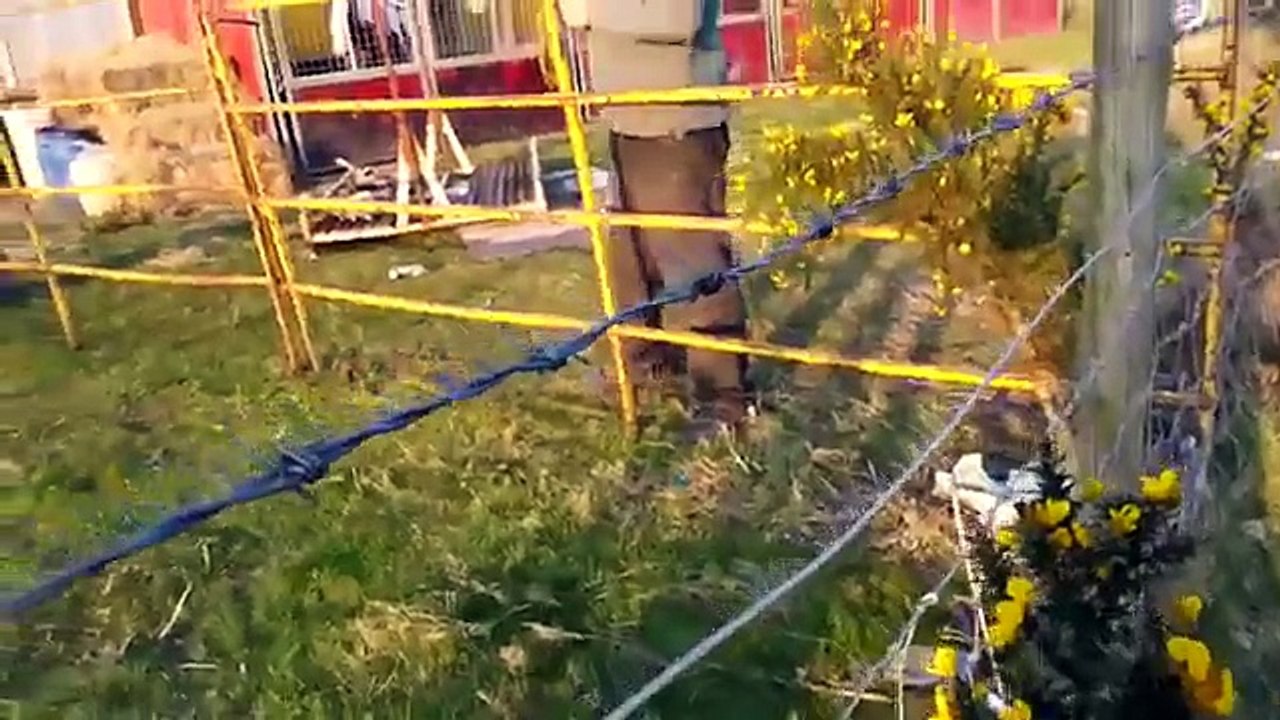 Horses & Tigers locked up at Courtney Brothers Circus