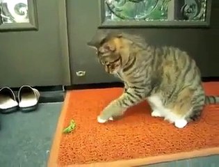 Kucing VS Belalang Sembah