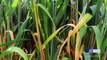 Studying Wheat Rust - Research at The John Innes Centre