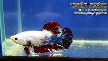 Siamese Fighting Fish Thailand Tropical Fish Competition 2015
